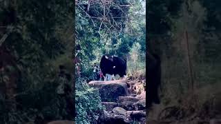 Wildbeffalo #shorts #viral