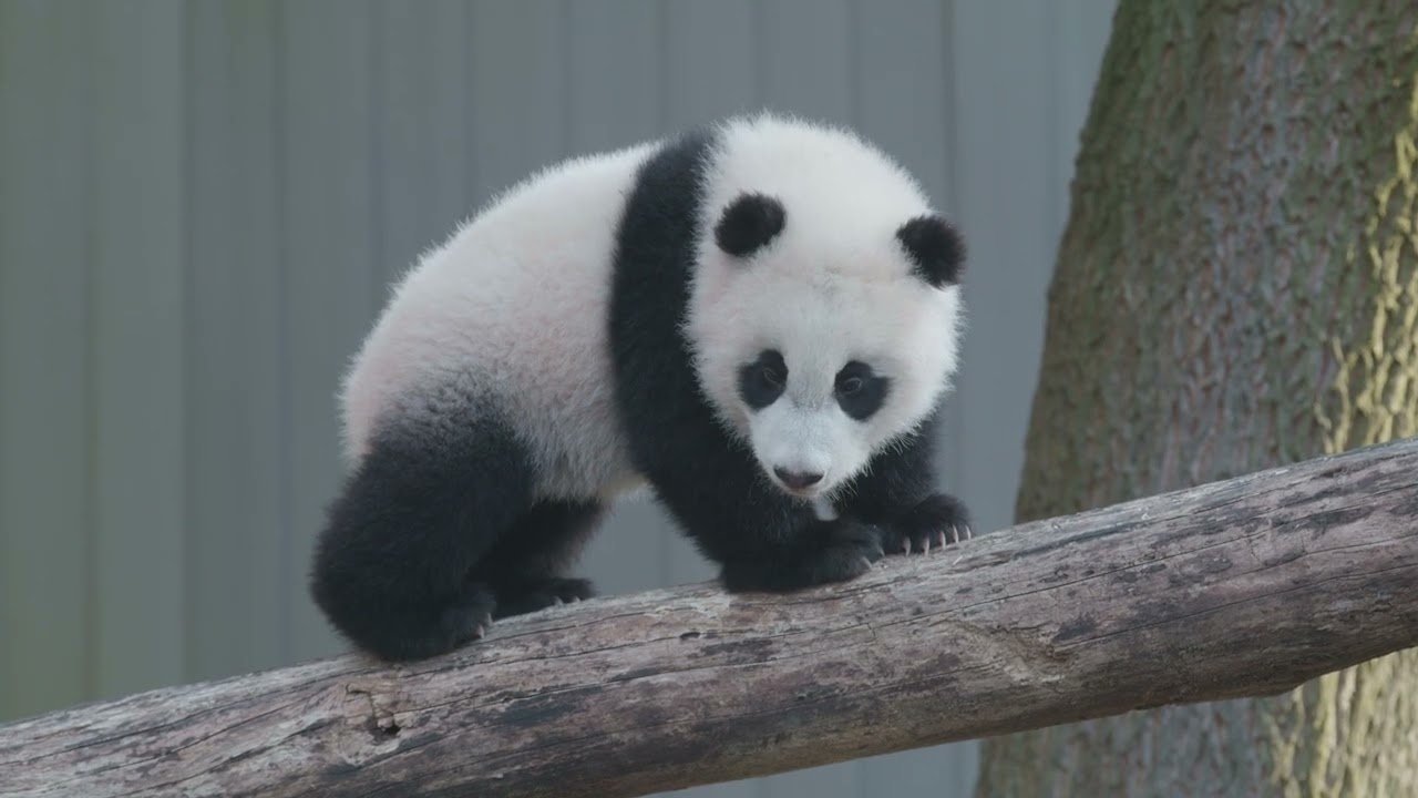 Celebrating 50 Years Of Giant Panda Conservation At Smithsonian's ...