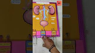 Excretory System | Biology Working Model #creative #ytshorts #innovation