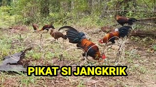 TERLALU BANYAK AYAM HUTAN DILOKASI INI