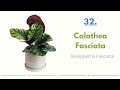 33 calathea varieties to grow at home calathea plants types with names soil to sow