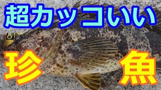 【佐渡の堤防釣り】思わぬ珍魚登場！自身№１の実績を誇る漁港に新たなる１ページが加わった！〈2020年7月下旬〉