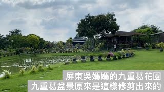 屏東吳媽媽的九重葛花園 九重葛盆景原來是這樣修剪出來的