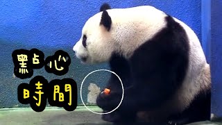 圓寶許願洞下吃點心，圓寶說：偶想吃筍筍|熊貓貓熊The Giant Panda Yuan Yuan and Yuan Bao|台北市立動物園