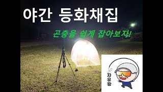 야간 등화채집을 통해 곤충을 알아보자