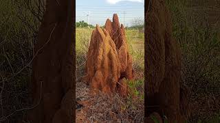 கரையான் புற்று #termite_mound #water_indicator