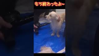 出張トリミングあるある　トリミングが終わったのに、、#shorts #dog #トリマー#トレーナー