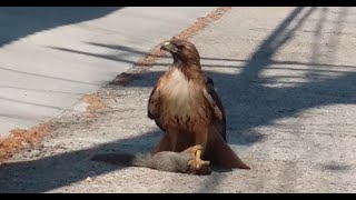 A squirrel and a bird trying to save their buddy from a hawk!