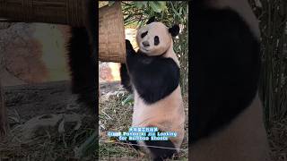 Giant Panda Ai Jiu Looking for Bamboo Shoots大熊猫艾玖找笋 #pandalife #pandachina