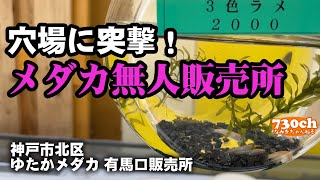 【ゆたかメダカ】穴場発見！無人メダカ販売所に行ってきた。【有馬口販売所】有馬温泉の近所にそこはあった…。楊貴妃・ミユキ・３色ラメ・カブキ・小町 等々