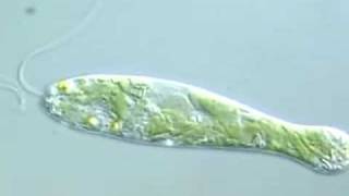 Flexible Movement in Euglena 2