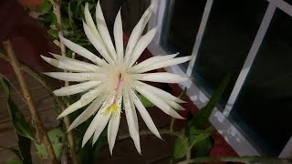 原來曇花也有前世今生的淒美愛情故事，曇花與2 美味湯品Epiphyllum’s Poignant love story and 2 soup recipes