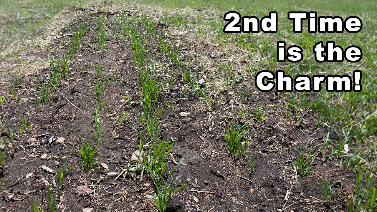 Planting Spring Wheat Youtube