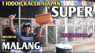 JODOHAN SIAPAN KACER SUPER SEPERTI INI YANG DIKIRIM KE MALANG