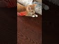 【橘子一家人】玩游戏把自己累趴下的小猫咪🐱