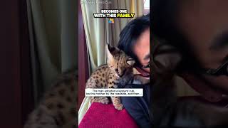 Abandoned baby leopard found and rescued #pets