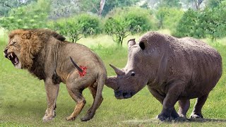 Top 5 Animals That Can Knock Down Lions With Their Horns To Rescue His Teammate - Lion vs Rhino....