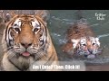 What Mom Tiger Does When Baby Tiger Falls Into The Water (Part 2) | Kritter Klub