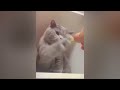 Hilarious Cats and Dogs 🐈🐕 Funniest Animals 2024 🤣