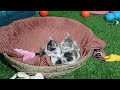 Guilty Dog and cat is so funny😻🐶Try Not to Laugh😹2024