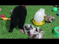 Guilty Dog and cat is so funny😻🐶Try Not to Laugh😹2024