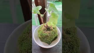 この苔の観葉植物が可愛らしくて良いですね。…ああ苔ゆえにコケティッシュです。（笑） #shorts