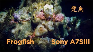 Sony A7SIII Underwater  Frogfish/躄魚(娃娃魚) Taiwan