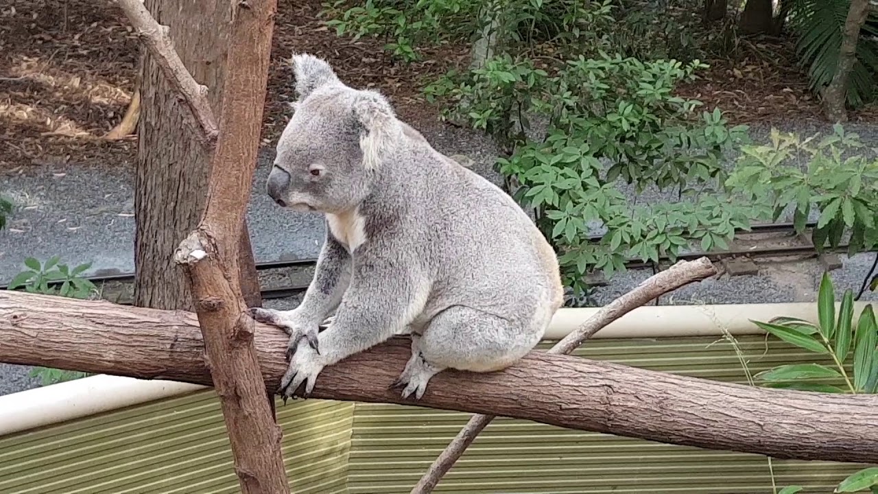 Koala Bear Youtube Koala Bear Youtube