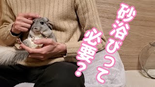 【チンチラの飼い方】チンチラの砂浴び必要？詳しく教えます