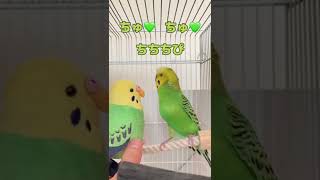 大好きなピッピにさえずるみどちゃん【セキセイインコのおしゃべりみどちゃん】