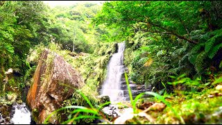 徒歩では行けない幻の滝 西表島 秘境ナーラの滝へカヤック\u0026トレッキング