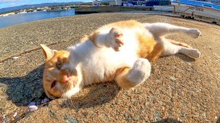 舟の中で休んでいた野良猫がモフられに出てきた