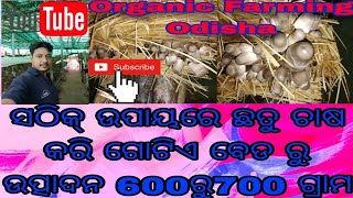 ସଠିକ୍ ଉପାୟରେ ଛତୁ ଚାଷ କରି ଗୋଟିଏ ବେଡ ରୁ ଉତ୍ପାଦନ 600ରୁ700 ଗ୍ରାମ mushroom cultivation Odisha