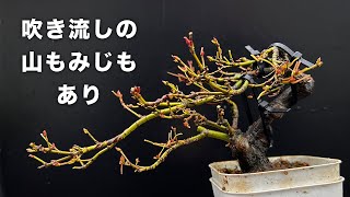 【YMJ】もみじで吹き流しってどう？ #盆栽 #bonsai