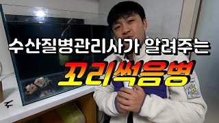 [관상어 질병]관상어 꼬리가 썩는다구요??? 드루와잉