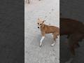 #chihuahua #dog #puppy  kuchi kuchi #funny #shortsvideo #trending 😱😱😱😱😱😱😱😱😱🙏🏻🙏🏻🙏🏻🙏🏻