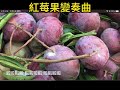 紅莓果變奏曲（口琴）