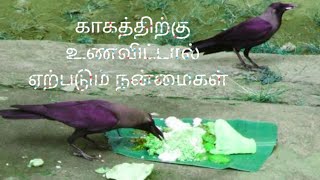 காகத்திற்கு உணவிட்டால் ஏற்படும் நன்மைகள்