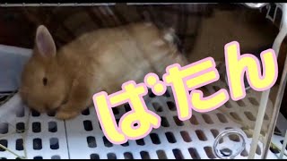 うさぎ　バタンと倒れる　ネザーランドドワーフ