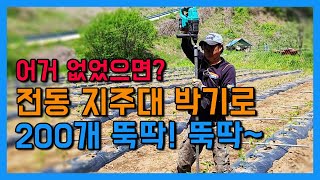 전동 지주대박기로 빠르게 말뚝받고 나만의 고추끈매는 시골이야기 of 첼리팜