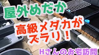 高級メダカがズラリ！知合いの屋外めだか