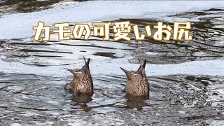 お尻が可愛いカモの食事風景【野鳥】