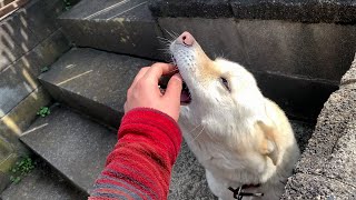 大好きな白い犬と猫