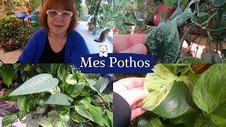 MY POTHOS 🌿 What a beautiful and big family | UPDATE of my \