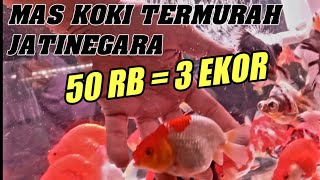 LAPAK MAS KOKI JATINEGARA‼️ UPDATE HARGA TERMURAH MAS KOKI TERBARU BUNDA PASAR IKAN HIAS JATINEGARA