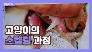 고양이의 치서제거  [아크리스 동물병원(박천식 수의사)] - 펫칼리지