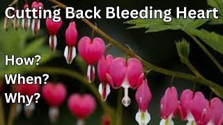 How To Cut Back Bleeding Heart