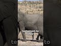 Gentle Giants: A Journey into Elephant Facts