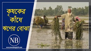 তিস্তার পানিতে ফসলের ক্ষতি, দিশাহারা কৃষক | Kurigram Agriculture