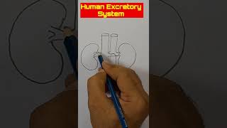 how to draw Human excretory system diagram easy #shorts #sciencediagram